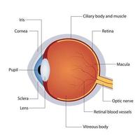 Structure of anatomy human eye. Detailed diagram of eyeball. Side view. Vector illustration