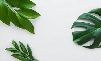 Tropical leaves and monstera leaf photo