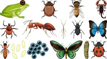 Colección de diferentes insectos aislado sobre fondo blanco. vector