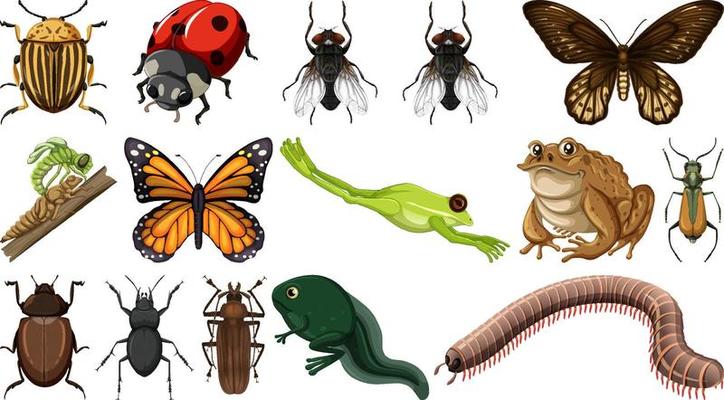 Different insects collection isolated on white background