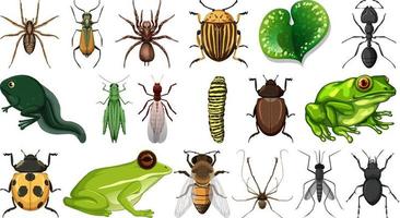 Colección de diferentes insectos aislado sobre fondo blanco. vector