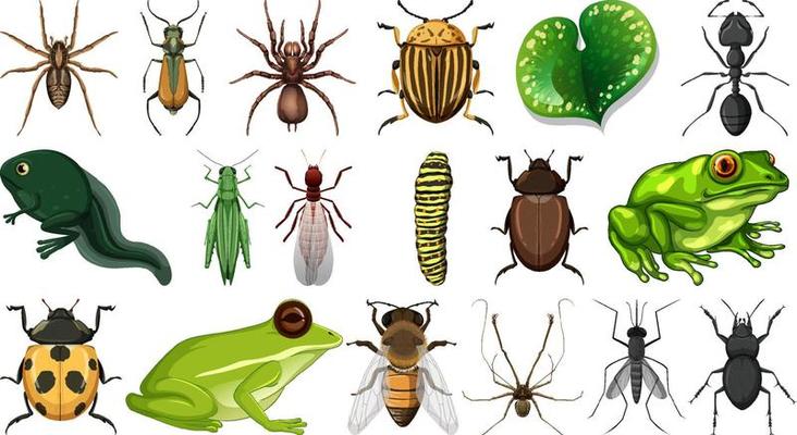 Different insects collection isolated on white background