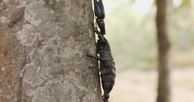 gros plan, caméra en mouvement, scorpion noir se déplaçant sur l'arbre. sur le fond de la forêt.