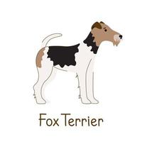 Wire fox terrier isolated on white background. Vector illustration of a pet dog