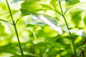 Dew drops on green leaves. photo