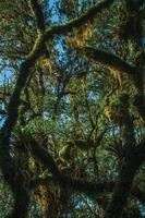 Tree branches covered by lichen and epiphytes amid lush forest in Aparados da Serra National Park near Cambara do Sul. A small country town in southern Brazil with amazing natural tourist attractions.