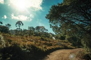 Dirt pathway on wooded landscape and sunlight in Aparados da Serra National Park, near Cambara do Sul. A small country town in southern Brazil with amazing natural tourist attractions. Retouched photo