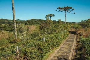 Camino pavimentado que atraviesa un bosque de pinos en el parque nacional aparados da serra, cerca de cambara do sul. una pequeña ciudad rural en el sur de Brasil con increíbles atractivos turísticos naturales. foto