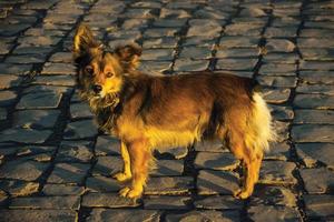 Cute mutt dog standing on stone paved alley at sunset in Cambara do Sul. A small country town in southern Brazil with amazing natural tourist attractions.