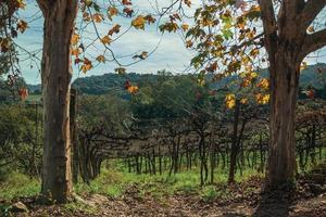 Rural landscape with trunks and branches of leafless grapevines behind plane tree trunks, in a vineyard near Bento Goncalves. A friendly country town in southern Brazil famous for its wine production.