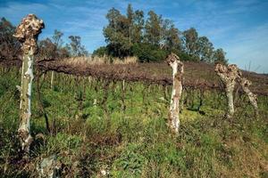 Rural landscape with rows of trunks and branches of leafless grapevines above underbrush, in a vineyard near Bento Goncalves. A friendly country town in southern Brazil famous for its wine production. photo