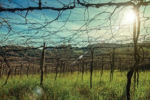 Rural landscape with trunks and branches of leafless grapevines on sunlight, in a vineyard near Bento Goncalves. A country town in southern Brazil famous for its wine production. Retouched photo. photo