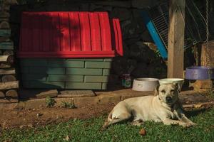 Cute labrador retriever breed dog sitting on green lawn, guarding a farm near Bento Goncalves. A friendly country town in southern Brazil famous for its wine production. photo