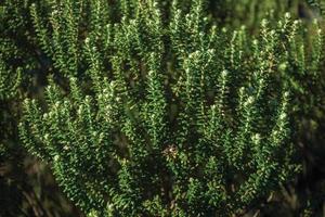 ramas de pino con sus típicas hojas en forma de aguja en el parque nacional aparados da serra, cerca de cambara do sul. una pequeña ciudad rural en el sur de Brasil con increíbles atractivos turísticos naturales. foto