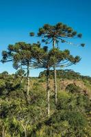 paisaje de copas de pinos en medio de un frondoso bosque en el parque nacional aparados da serra, cerca de cambara do sul. una pequeña ciudad rural en el sur de Brasil con increíbles atractivos turísticos naturales. foto