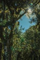 Tree branches covered by lichen and epiphytes amid lush forest in Aparados da Serra National Park near Cambara do Sul. A small country town in southern Brazil with amazing natural tourist attractions. photo