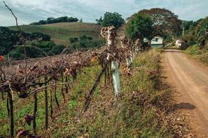 paisaje rural con varias hileras de troncos sin hojas y ramas de vid a un lado de un camino de tierra cerca de bento goncalves. una acogedora ciudad rural en el sur de Brasil famosa por su producción de vino. foto