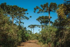 Camino de tierra que atraviesa el bosque con pinos en el parque nacional aparados da serra, cerca de cambara do sul. una pequeña ciudad rural en el sur de Brasil con increíbles atractivos turísticos naturales. foto