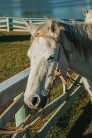 Horse tied in wooden fence with leather harness on a ranch near Cambara do Sul. A small rural town in southern Brazil with amazing natural tourist attractions. photo