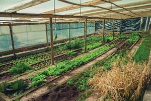 Vegetable garden inside a greenhouse with lettuces and other greenery in a farm near Bento Goncalves. A friendly country town in southern Brazil famous for its wine production. photo