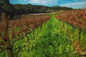 paisaje rural con hileras de troncos y ramas de vid con hojas secas y maleza, en un viñedo cerca de bento goncalves. una acogedora ciudad rural en el sur de Brasil famosa por su producción de vino.