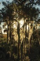 ramas de los árboles cubiertos de líquenes y epífitas con la luz del sol atravesando en medio de una arboleda cerca de cambara do sul. una pequeña ciudad rural en el sur de Brasil con increíbles atractivos turísticos naturales. foto