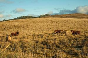 ganado esparcido en tierras bajas rurales llamadas pampas con arbustos secos que cubren las colinas cerca de cambara do sul. una pequeña ciudad rural en el sur de Brasil con increíbles atractivos turísticos naturales. foto