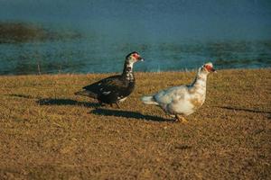 Ducks walking on lawn at sunset in a farm near Cambara do Sul. A small rural town in southern Brazil with amazing natural tourist attractions. photo