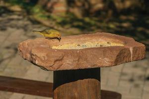 Detail of cute canary on top of rock with grains to feed it in a park near Nova Petropolis. A lovely rural town founded by German immigrants in southern Brazil.