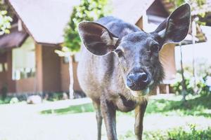 Deer walking on the lawn. In the park. Thailand photo