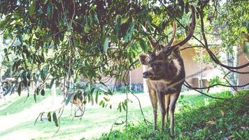 Deer walking on the lawn. In the park. Thailand photo