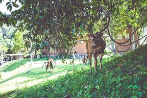 Deer walking on the lawn. In the park. Thailand photo