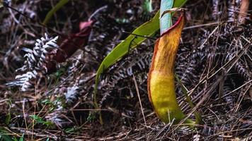 Natural background. Nepenthes plant on the grass in the forest. photo