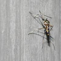 Mosquito perched on a cement wall photo