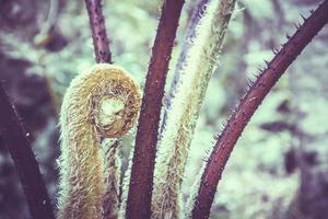 Natural background. Unravelling fern frond closeup.  Thailand chiangmai doiinthanon photo