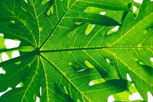 Natural background papaya leaf photo