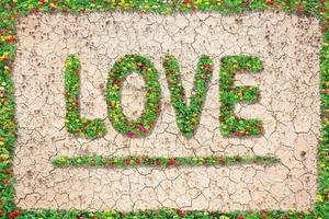 Love text with common zinnia beautifully with green leaves growing on brown dry soil or cracked ground texture background.Love concept