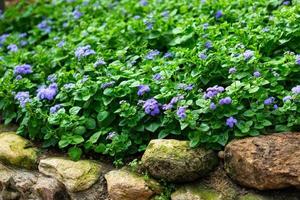 a little violet flower on green leaf background nature in garden. photo