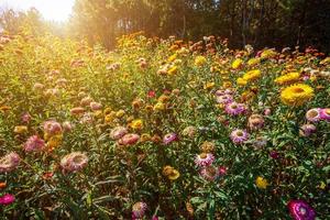 flor de paja de colores hermosos en la naturaleza de la hierba verde en el jardín con acantilados de montañas en el distrito tailandés de nakhon del parque nacional phuhinrongkla en phitsanulok, tailandia. foto