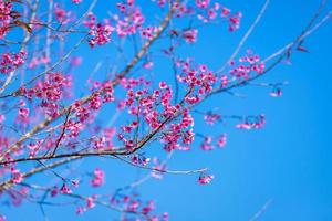 flor de cerezo prunus cerasoides o cereza silvestre del Himalaya, flor de tigre gigante en phu lom lo, phetchaboon, tailandia. foto