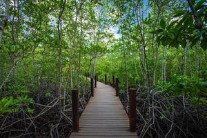 Puente de madera camino a pie en el manglar del bosque en Chanthaburi Tailandia. foto