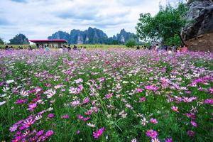 Pink flowers cosmos bloom beautifully in the garden with mountains in Noen Maprang Phitsaunlok, Thailand. photo