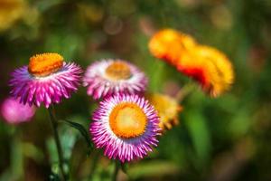 Straw flower of colourful beautiful on green grass nature in a spring garden. photo