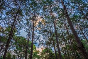 Hermoso bosque de alerces con diferentes árboles, bosque de pinos verde en la montaña en el sendero natural de la mañana. foto