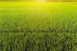 Hermoso campo de maíz verde con fondo de cielo al atardecer. foto