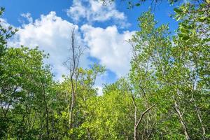 The forest mangrove in Chanthaburi Thailand. photo