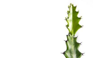 Freshness bud of dragon bone cactus on white background photo