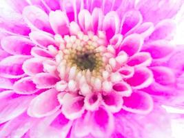 Close up Pink chrysanthemum flower on white background, shallow depth of field photo