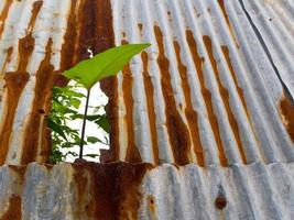 Old corrugated iron fence with morning glory leaf photo