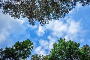 verano hermoso bosque de alerces con diferentes árboles, bosque de pinos verde en la montaña en sendero natural con cielo azul con nubes blancas. foto